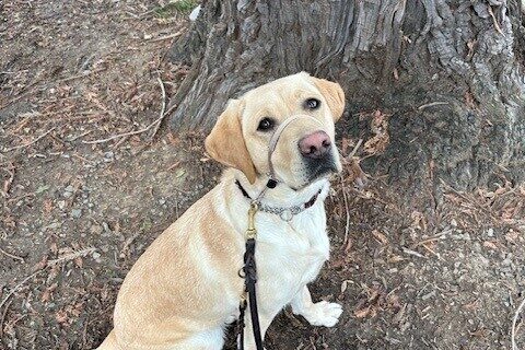 Yellow Lab Banksia is sitting outside under a tree, looking up at the camera.