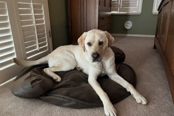 Bidwell relaxes on a brown, leather-like dog bed in the bedroom of his foster family.