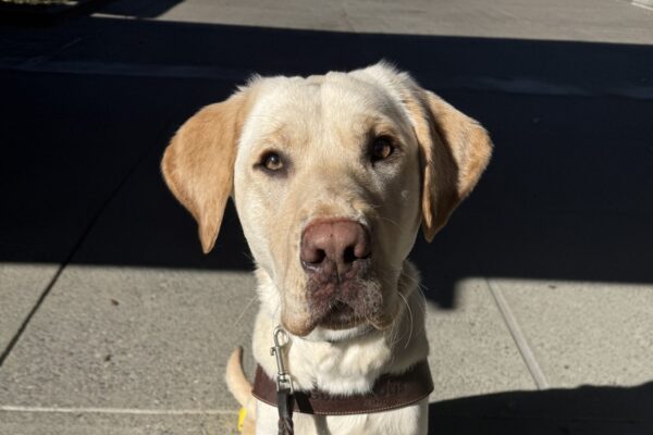 Bosch is wearing his guide dog harness and sits on a yellow and black training pedestal. He is staring at the camera as he hopes for another kibble.