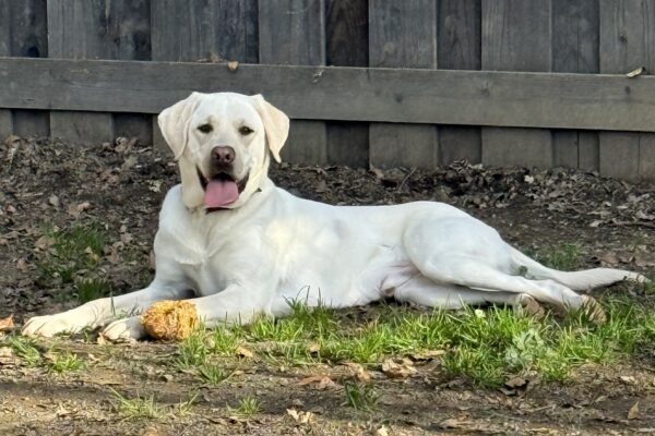 Caper lays in the grass paddock on campus, tired after a game of fetch,  In front of him is a yellow toy and behind him is a tall wooden fence.