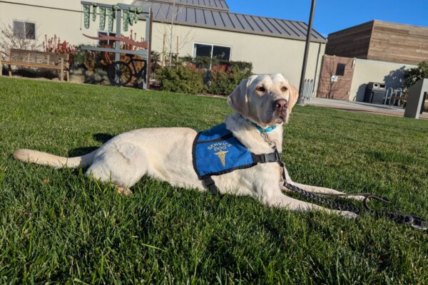 Yellow Lab Empress is sitting in front of a Guide Dogs for the Blinds sign, wearing a blue jacket.