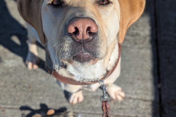 Finnegan stands in harness, his face up close to the camera. He has a very focused look on his face as he awaits his reward. A fish toy can be seen on the ground.
