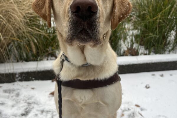 A portrait of male yellow Labrador Retriever, Santi. He is wearing his harness and looking intently at the camera. It is snowing in the photo, and Santi has snowflakes on his head. There is various foliage in the background.