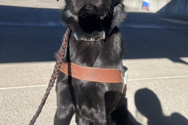 Trilby, a male black lab golden cross, is looking quizzically up at his handler. He is wearing his harness and black gentle leader while sitting politely.