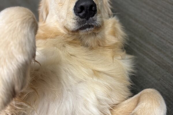 Collins rolls on his back for a belly rub.  He is perfectly content with his eyes closed and paws up and relaxed.