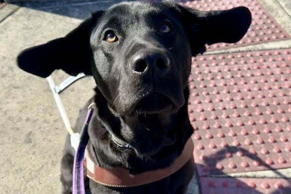 Lettie sits on a set of truncated domes with her harness on. Her ears are blowing in the wind giving her a goofy look.