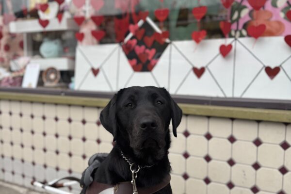 Brindle lab, Autumn, sits in front of a storefront with hearts flowing down and letters sealed with hearts. She is wearing her harness and looking at the camera intently, waiting for her cookie.