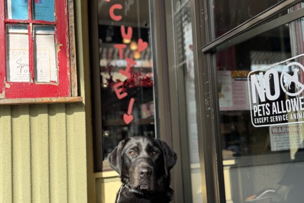 Brindle lab, Arav, sits in a sunny spot wearing his harness. He is looking at the camera seriously, and behind him is "Hey cutie" written on the glass with hearts around them.