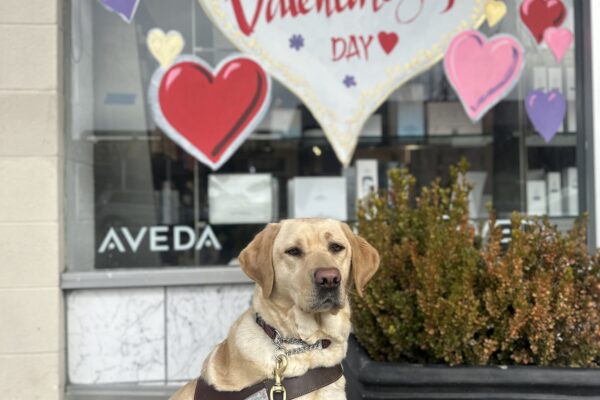 Kumi is in harness sitting in front of a window display with a big white heart and "Happy Valentine's Day" in red. Different sizes and colors of smaller hearts surround it.