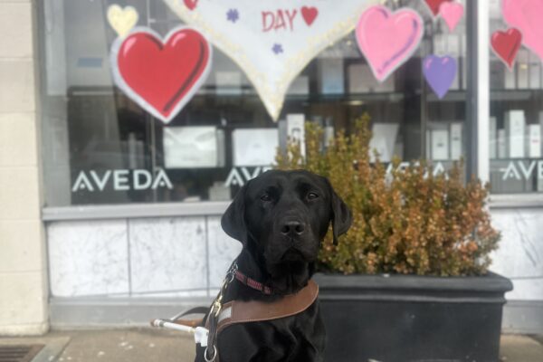 Helena is in harness sitting in front of a window display with a big white heart and "Happy Valentine's Day" in red. Different sizes and colors of smaller hearts surround it.
