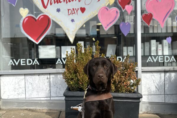 Oatly is in harness sitting in front of a window display with a big white heart and "Happy Valentine's Day" in red. Different sizes and colors of smaller hearts surround it.