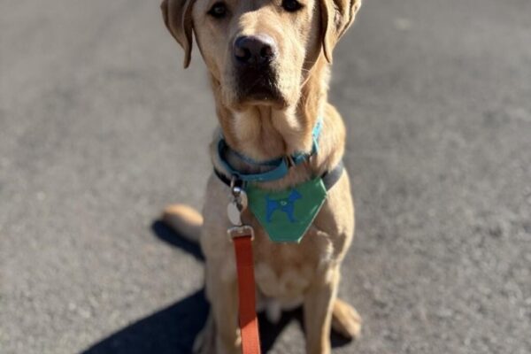 Yellow Lab Jacob sitting on asphalt looking attentively at the camera