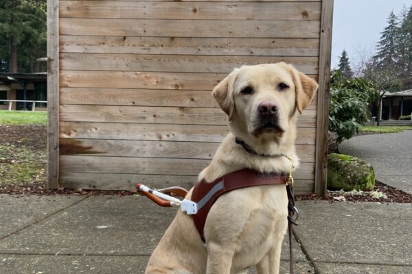 Kendall, a female yellow lab, sits in harness in front of a photo op wall with a Guide Dogs for the Blind logo on it.