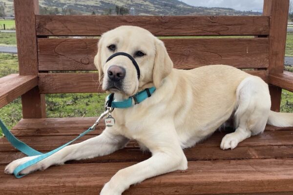 Yellow Lab Leaf laying on a wooden bench with foothills and gray sky behind her