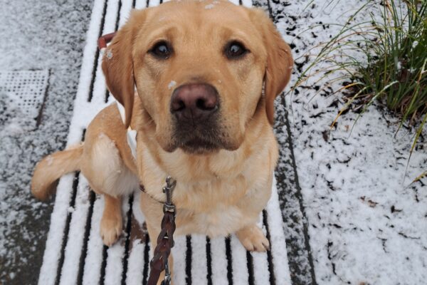 Yellow lab (Natsuki) sits in harness on a snow covered bench.
