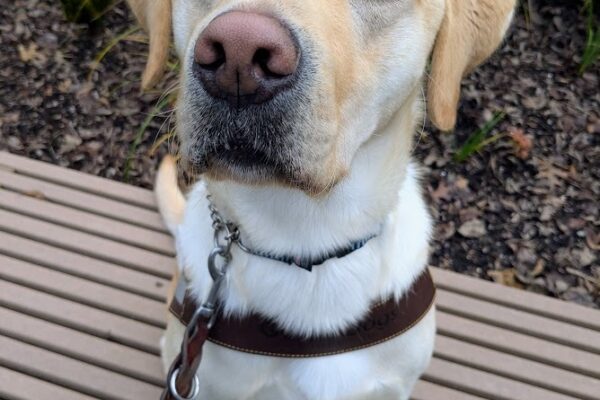 A handsome yellow lab in his leather guide harness looks up at the camera with a serious look on his face. He is sitting on a brown bench with green plants behind him.