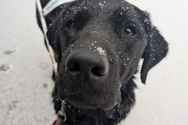 Fido stands in his leather harness looking off to the side of the camera. He has snow on his coat and is standing on a thin layer of snow on the ground.