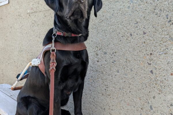 Groovy sits in harness on a wooden bench. The sun shines on her face, making her coat shine as she has a very focus look on her face.