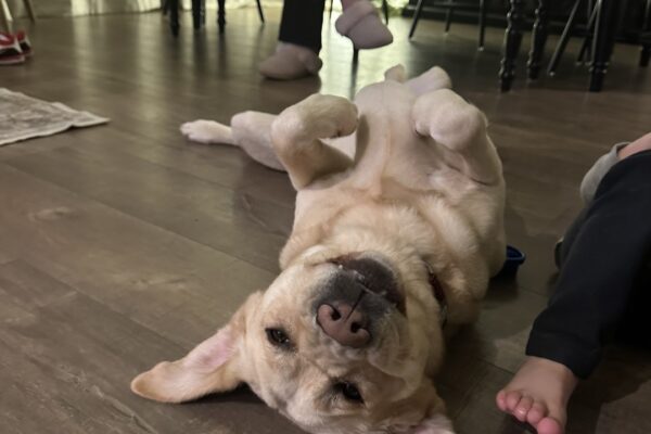 Palm rolls on her back, inviting a belly rub. Her ears are flat against the floor, sticking out on either side of her head and her eyes are half closed in a relaxed, content expression.