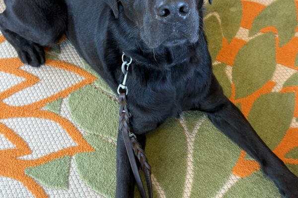 Proper practices her down-stay on a brightly colored floral rug. She is looking up at the camera, eagerly anticipating a treat!