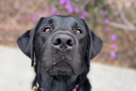 A close up picture of Rinda's face. She is sitting in her GDB harness. There are blurry purple flowers in the background.