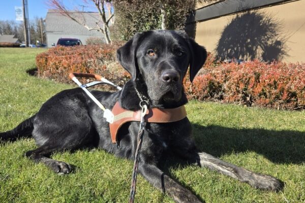 Pomelo is laying on the grass near a business in Sandy, OR. He's wearing his harness and looking at the camera.