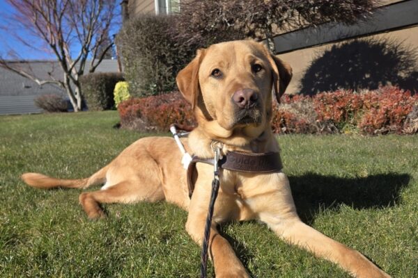 Eggnog is laying on the grass near a business in Sandy, OR. He's wearing his harness and looking at the camera.