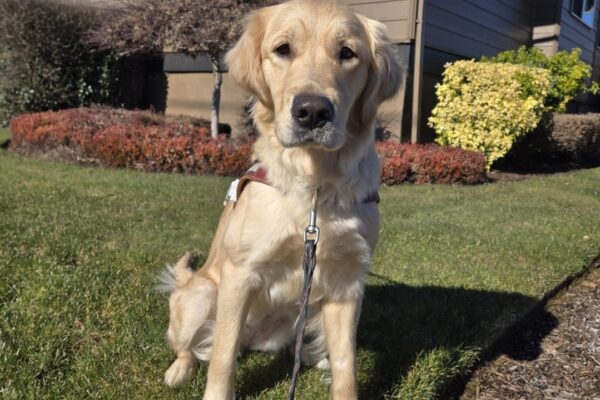 Kate is sitting on the grass near a business in Sandy, OR. She's wearing her harness and looking at the camera.