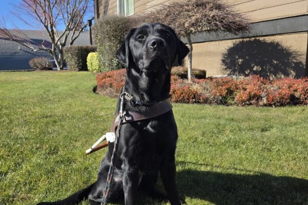 Dolce is sitting on the grass near a business in Sandy, OR. She's wearing her harness and holding her head up high to soak in the sun or to let the world know how regal she is.