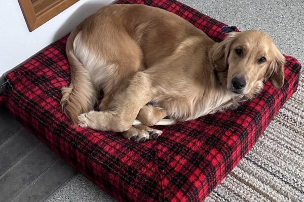 Golden Cross Scully laying on a black and red plaid dog bed