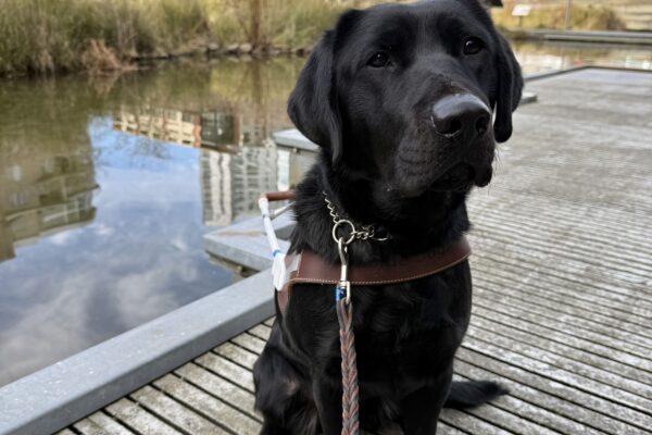 Ketra, a female black lab, sits in her GDB harness on a dock walkway in downtown Portland. In the background, a small water feature and plant life reflect the cityscape in the background.