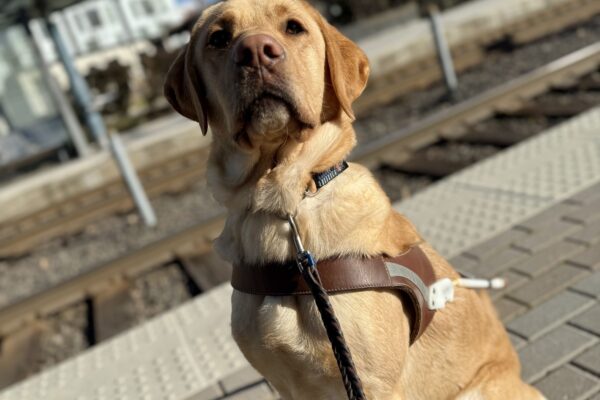 Ripley, a male yellow lab, sits in his GDB harness on a train platform. He sits very upright with a stoic expression as he looks at the camera. The sun shines on him, casting a shadow on the platform edge behind him. Rails and another platform are out of focus in the background.
