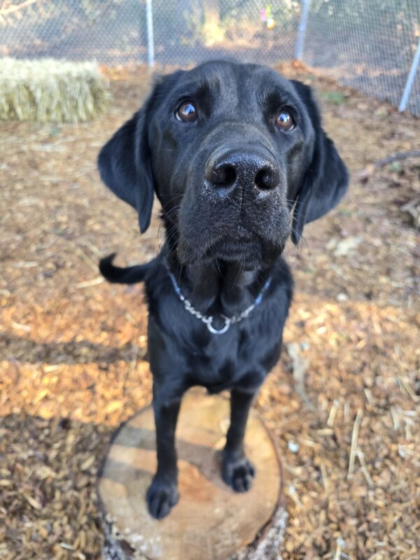 Truman a black Labrador Retriever is standing with his front paws on a wood round in a fenced play yard looking eagerly towards the camera