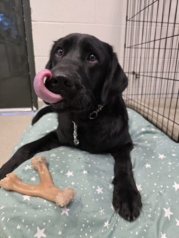 Truman a black Labrador Retriever is licking his lips looking at the camera while laying on a green bed with white stars. There is a wishbone chew toy next to his paws.