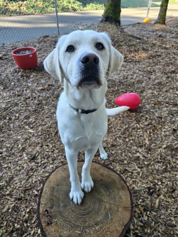 Daya a yellow Labrador Retriever is in a bark chip play yard surrounded by colorful toys with her front feet on a log round looking at the camera confidently.