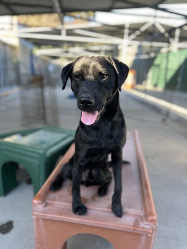 Hayes sits on a brown play structure in Community Run. He is looking towards the camera with his tongue out.