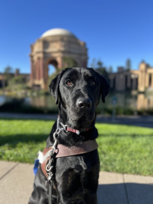 Howdy sits in harness looking at the camera. Behind him is the Palace of Fine Arts in San Francisco, CA. It is a bright blue, sunny day.