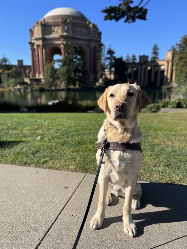 Stanley sits in harness looking at the camera. Behind him is the Palace of Fine Arts in San Francisco, CA. It is a bright blue, sunny day.