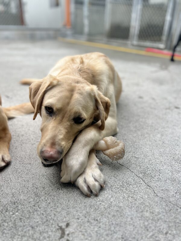 Stanley lays in Community Run chewing a Nylabone. The bone is clasped between his front paws while he is ducking his head to chew it.