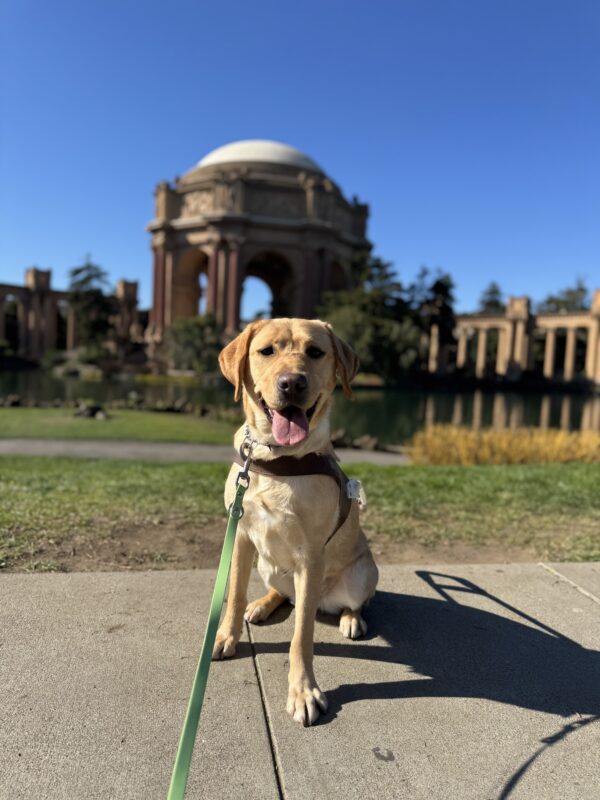 Photo is of petite yellow lab female Neytiri sitting in harness with an open-mouthed smile in front of the palace of fine arts