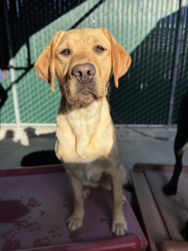 Photo is of Neytiri sitting on a play structure in community run