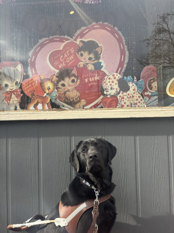 A black Labrador Retriever sits in harness looking into the camera. Behind him is a store front window filled with Valentine’s Day decorations.
