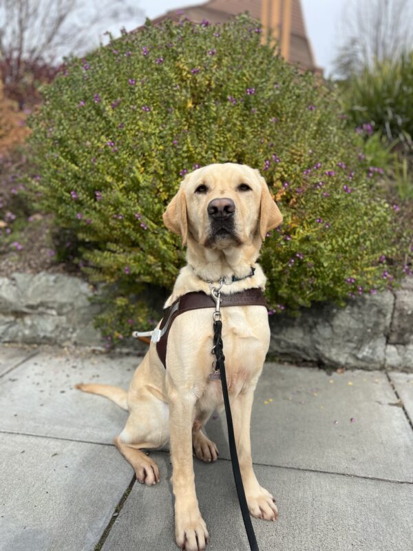 Orson sits in harness looking at the camera. Behind him is a green bush with purple flowers.