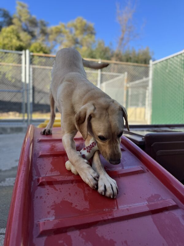 Orson looks like he is play bowing on a red play structure in Community Run. He is chewing on a red and white Nylabone.