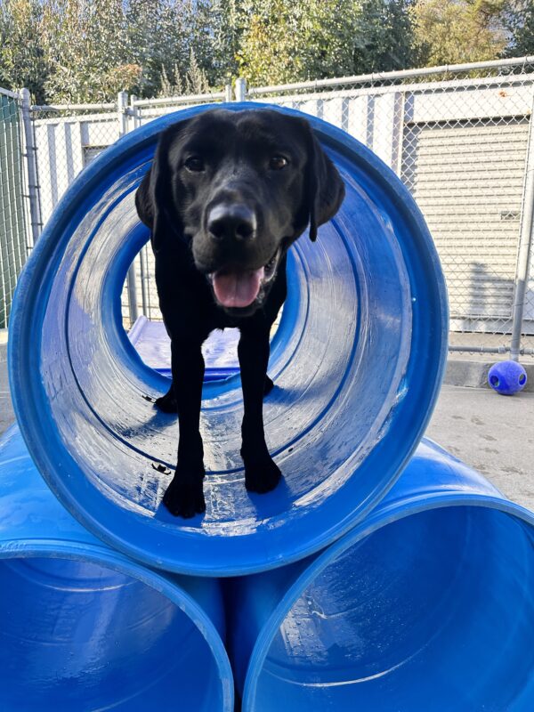 Helena is looking at the camera while standing inside a blue plastic barrel.