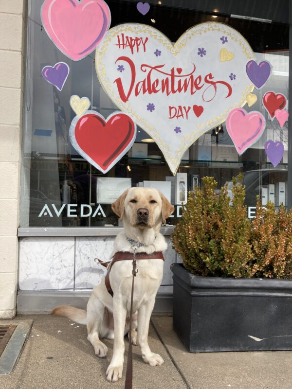 Lynx is wearing a guide dog harness and sitting on the sidewalk in front of a window mural looking at the camera. The window has several pink, purple, and red hearts surrounding a large white heart that says 