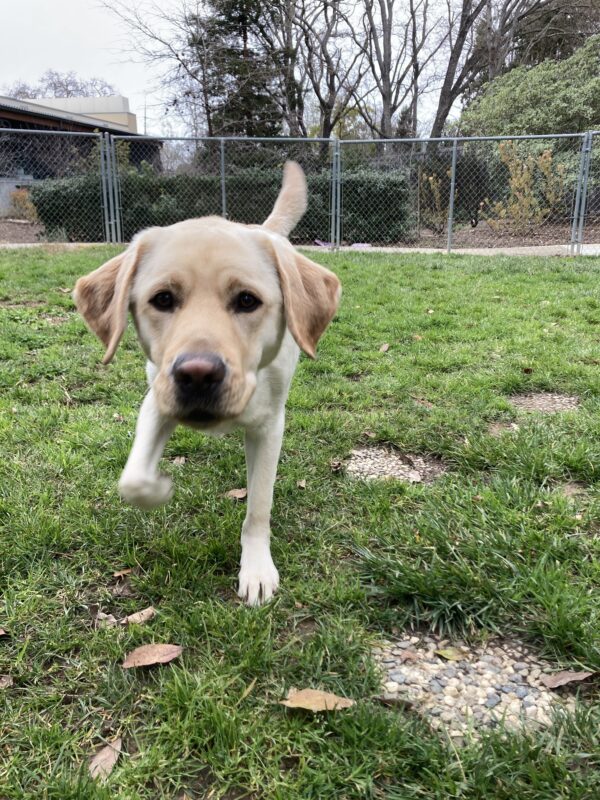 Lynx is running in an enclosed grass play yard. He is looking at the camera in motion with one paw in the air, his ears perked forward, and his tail up in the air.