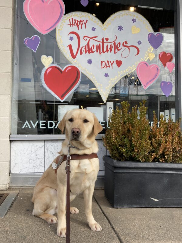 Sky is wearing a guide dog harness and sitting on the sidewalk in front of a window mural looking at the camera. The window has several pink, purple, and red hearts surrounding a large white heart that says 