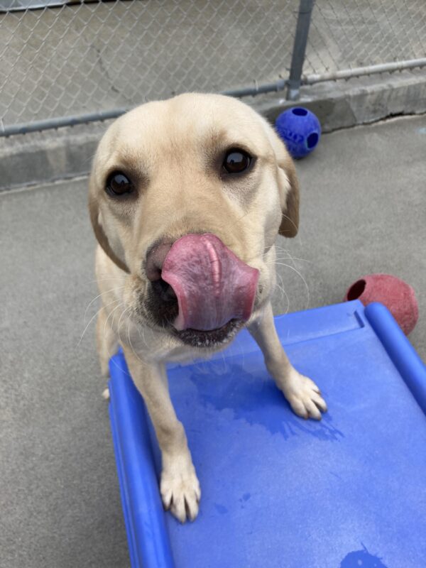 Sky has her front paws up on a blue play structure in community run. She is looking up at the camera and giving her nose a big lick.