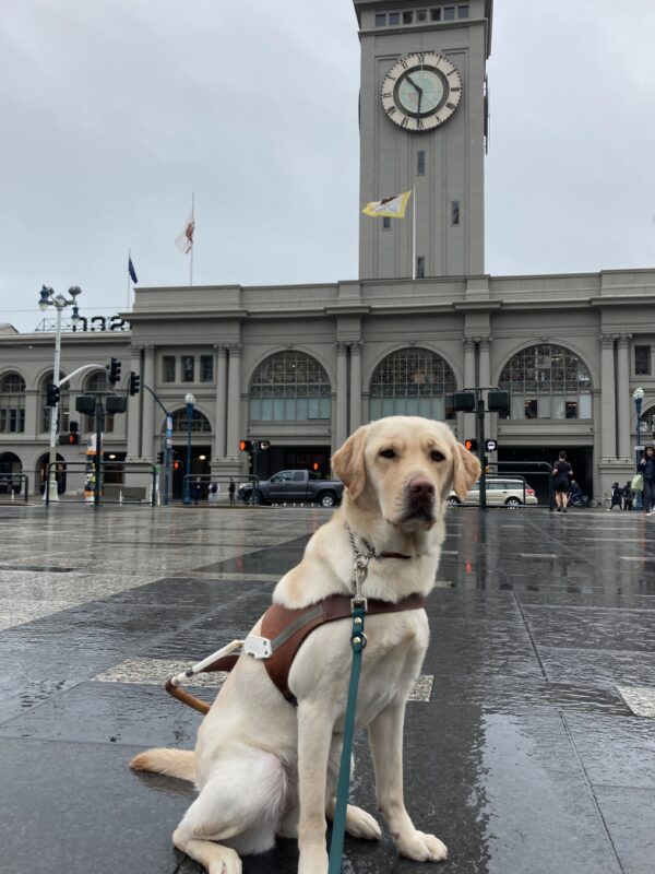 Tangerine is wearing a guide dog harness and posing on the sidewalk, looking at the camera. Behind her is the San Francisco Ferry Building.